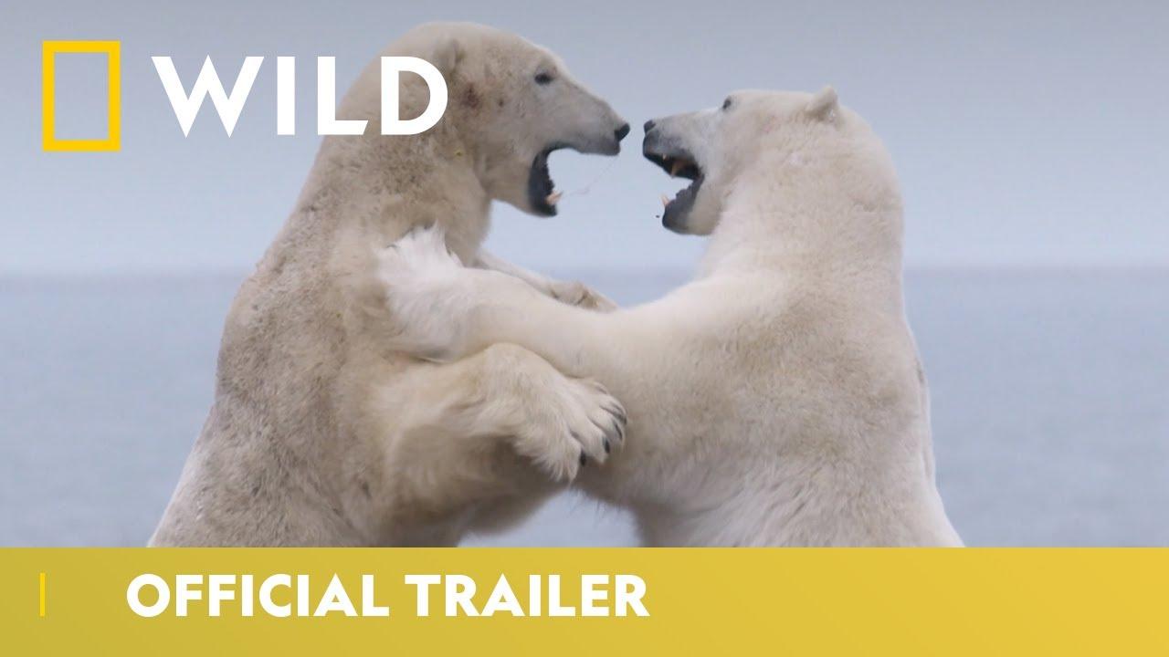 Kingdom of the Polar Bears | Official Trailer | National Geographic Wild UK