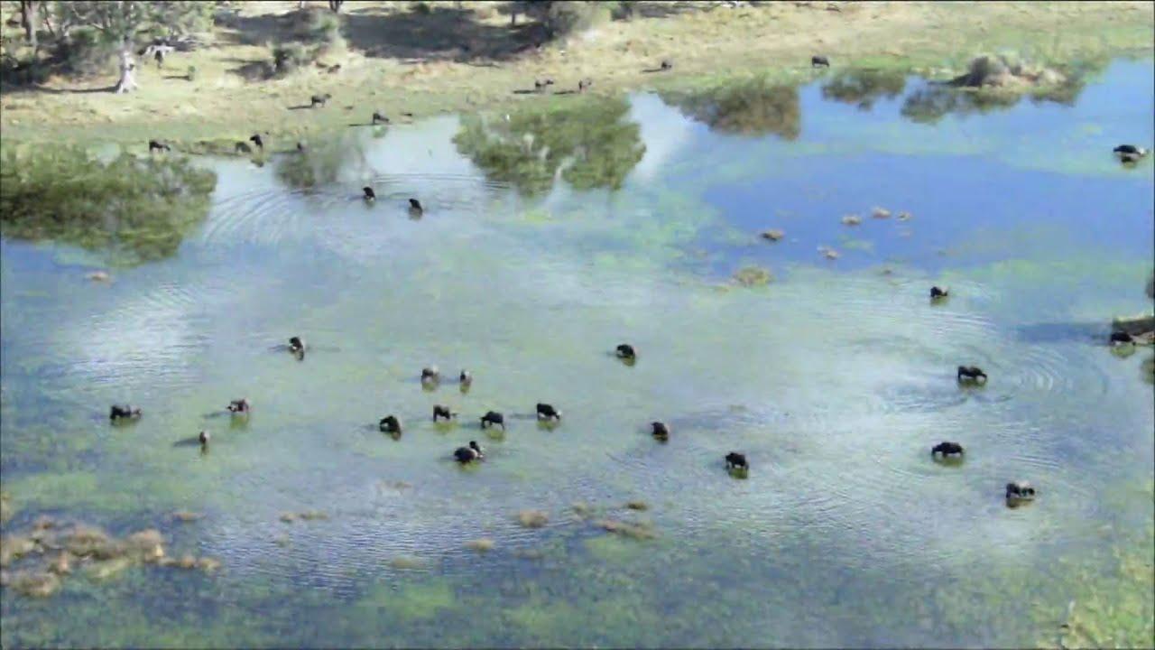 BBC - Planet Earth - Trailer