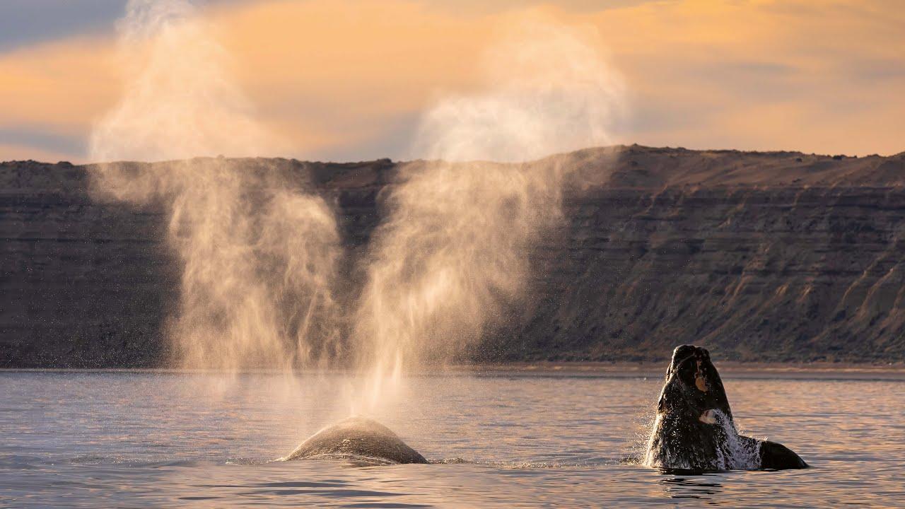 15 Minutes of Relaxing Footage from Planet Earth III | Planet Earth III