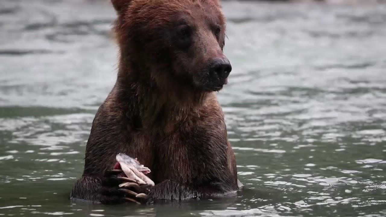 A Wild Year on Earth