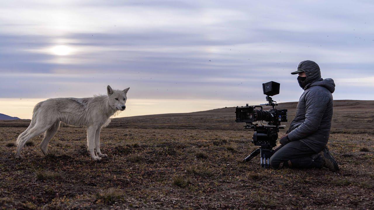 Filming a Pack of Arctic Wolves | Planet Earth III Behind The Scenes