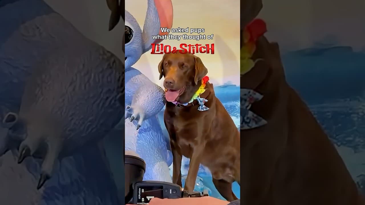 Vox Pups