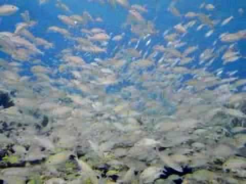 IMAX Deep Sea 3D Trailer