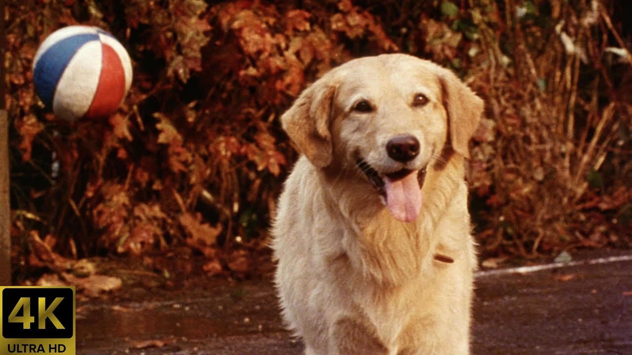Air Bud (1997) Theatrical Trailer [4K] [5.1] [FTD-1009]