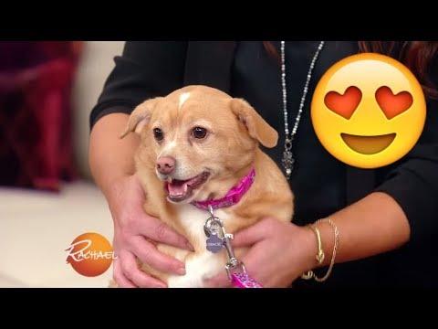 You HAVE to See This Adorable Pup Makeover! | Rachael Ray Show