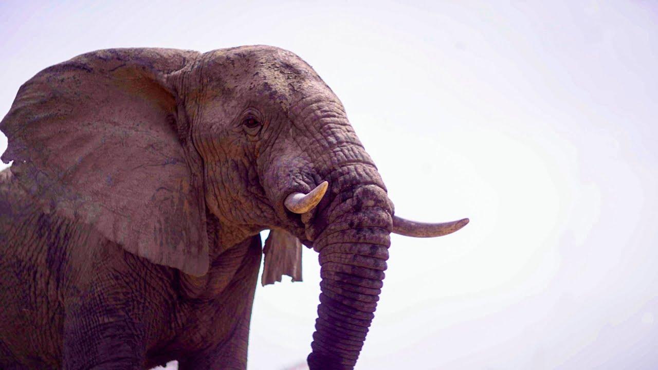 Elephants Thrive After Poaching Ban in Zakouma | Planet Earth III Behind The Scenes