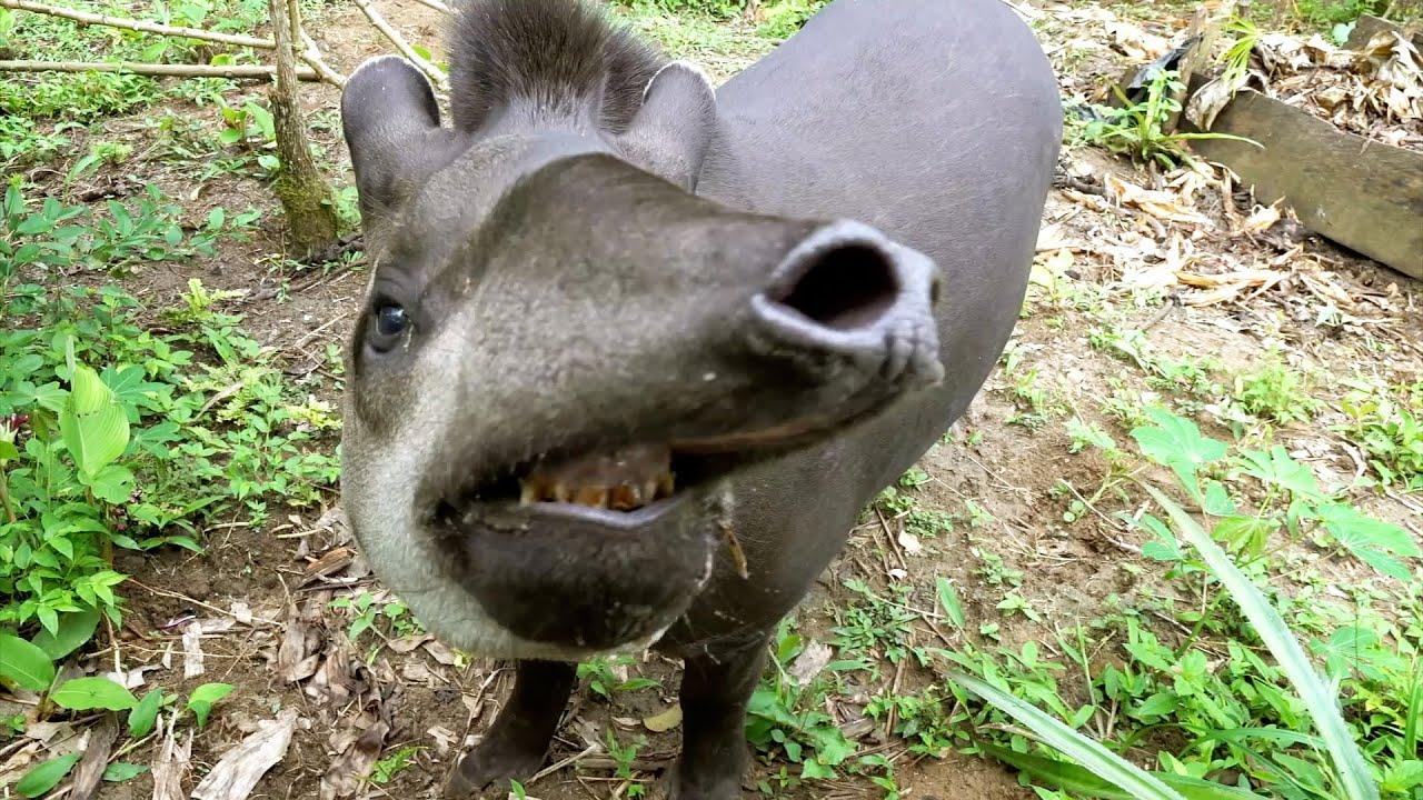 Crew Encounter Some Curious Creatures | Planet Earth III Behind The Scenes