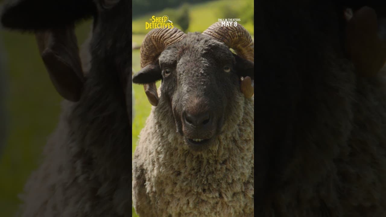 Sheep TV Spot