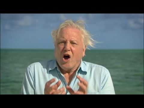 David Attenborough's First Life: trailer