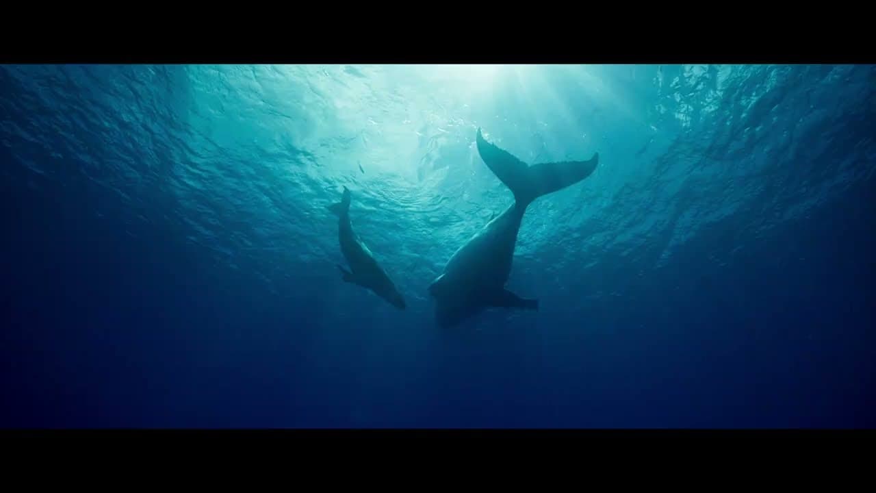 Whale Nation (2023) - Trailer HD