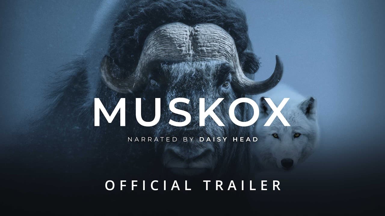 MUSKOX | Official Trailer - Stay Wild Studio