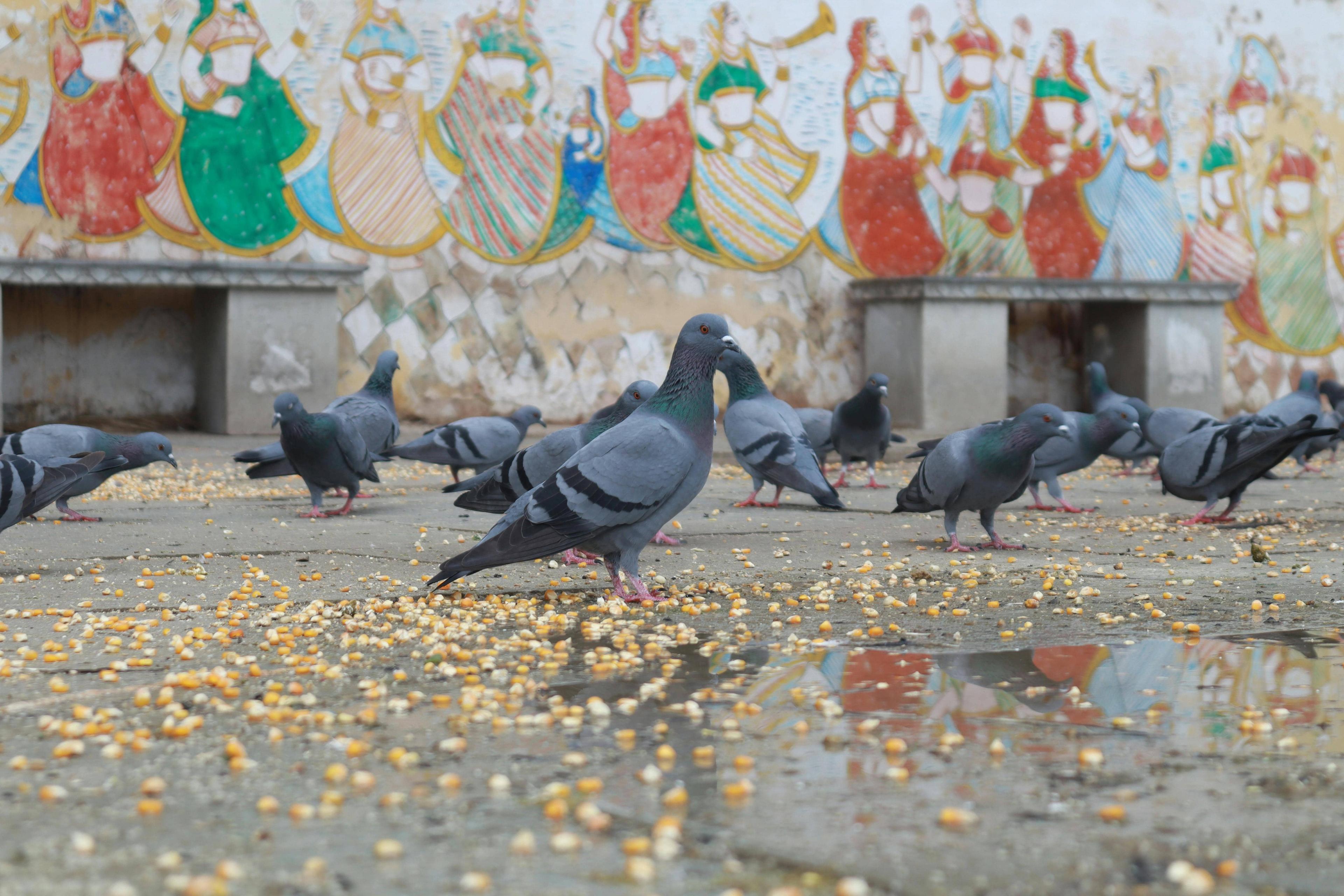 Pigeon feeding pe chhaya hai health ka jadoo: Bans ka raaz