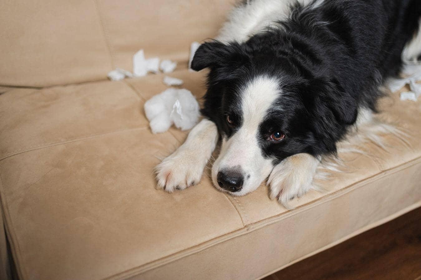 IIL Crushes Fake Rabies Vaccine Panic, Abhayrab is a Winner!