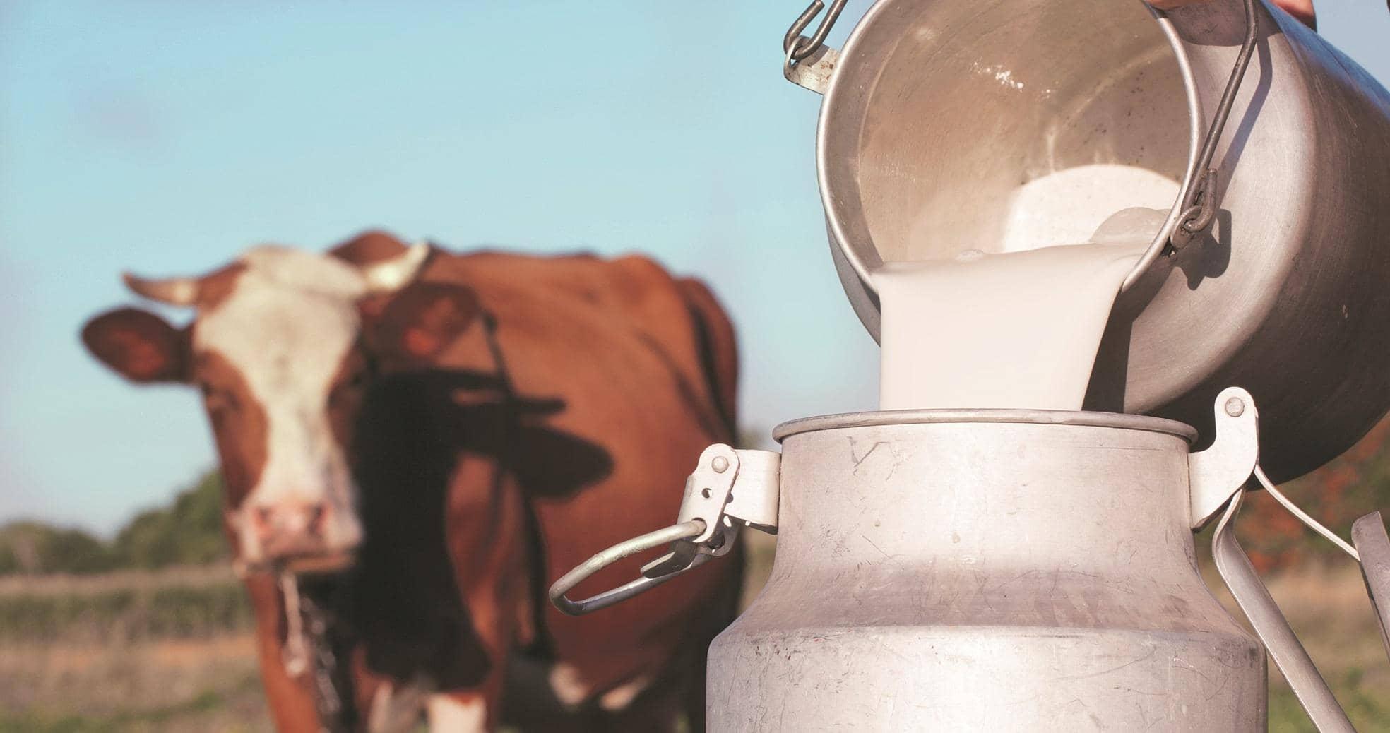 Pipraul Milk Madness: No Rabies Here, Folks! Just Relax!