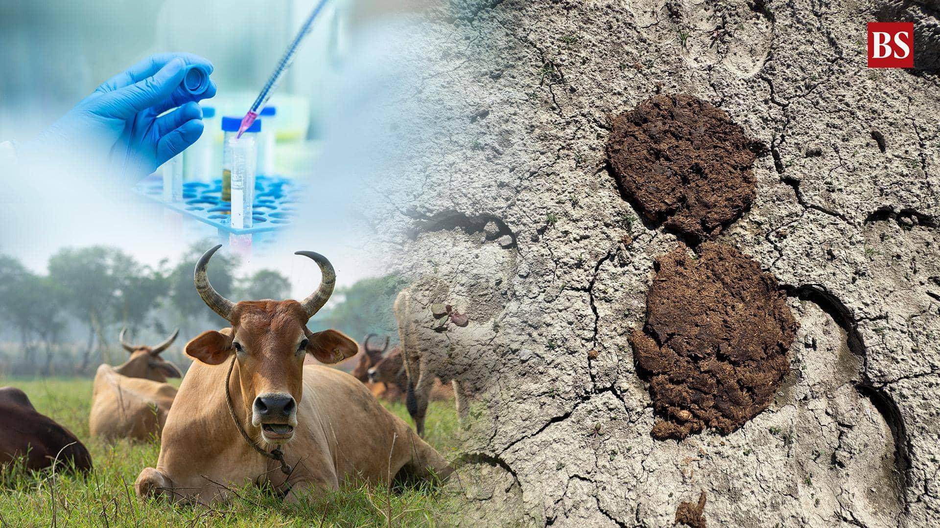 Cow Dung and Cancer: A Bold Experiment or a Big Joke?