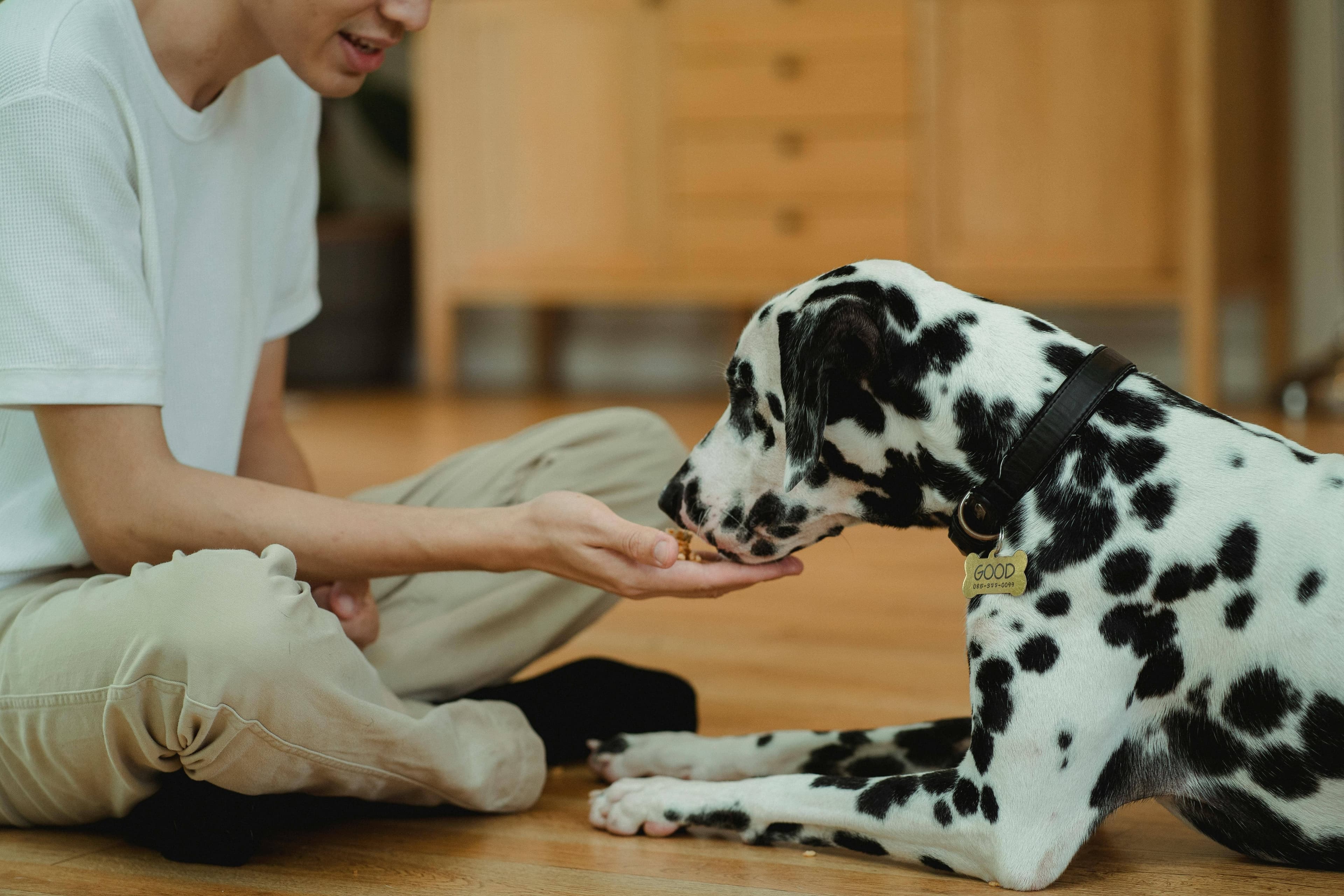 Can dogs help detect cancer? Study explores breath-based detection
