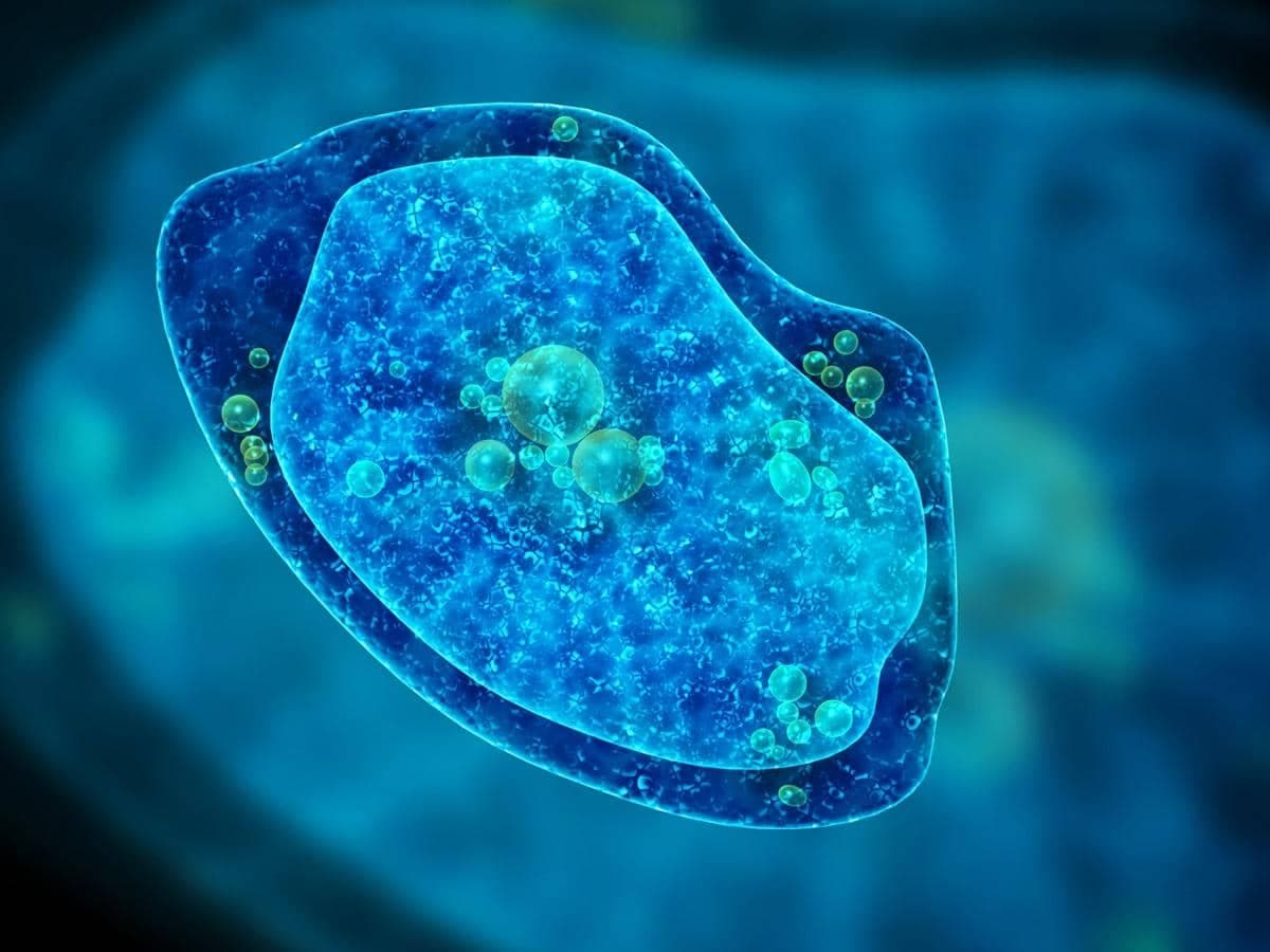 Amoebae Alert: Tiny Trouble in Our Water Systems!